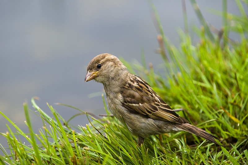 Gråspurv - House sparrow (Passer domesticus) female.jpg